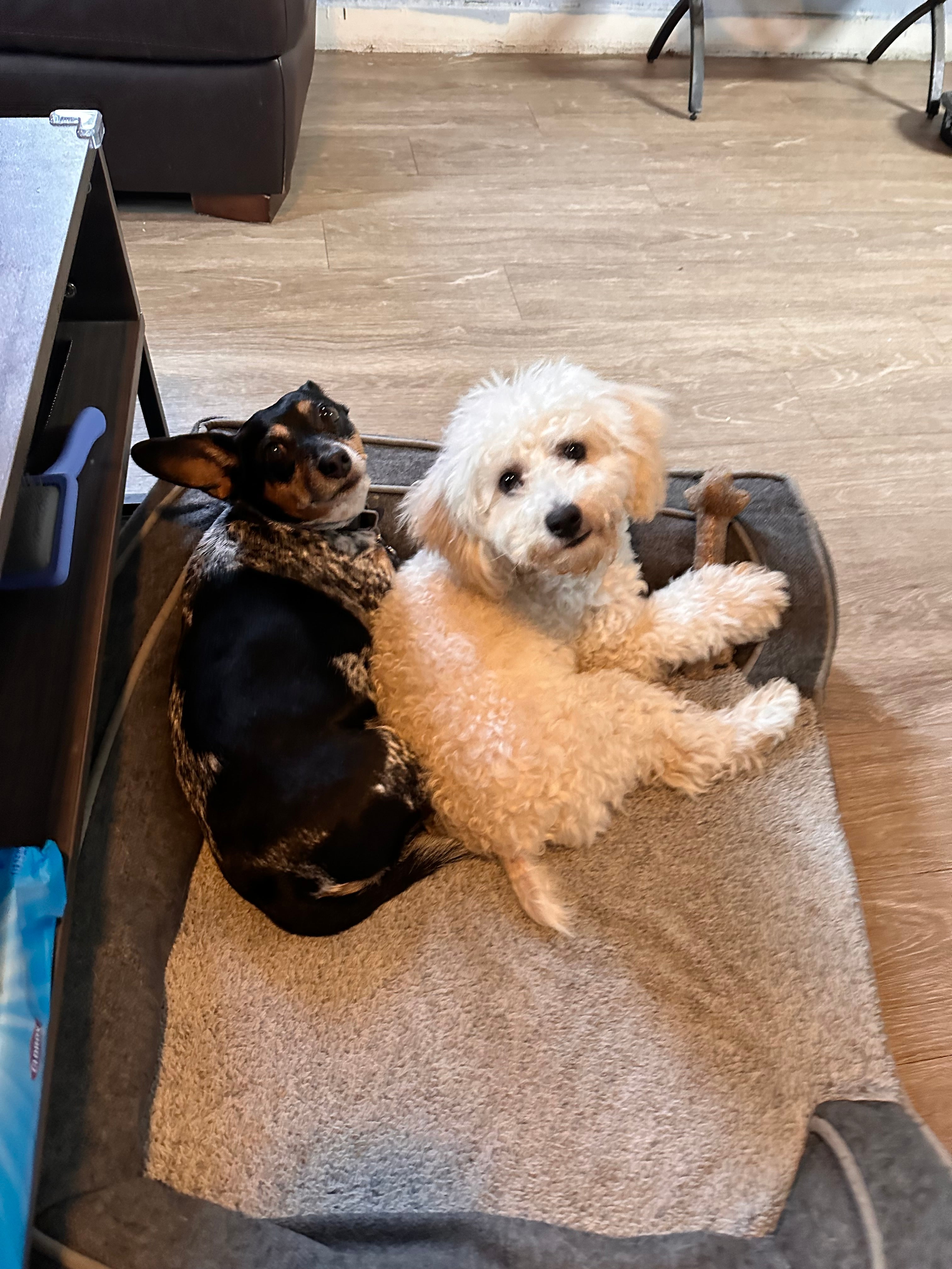 House & Dog Sitting