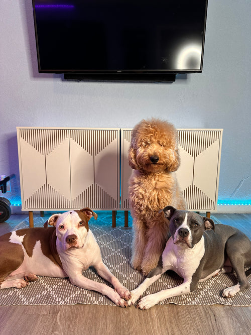 House & Dog Sitting