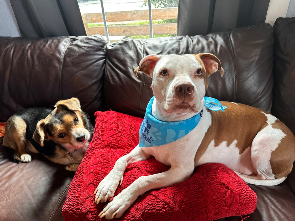 House & Dog Sitting