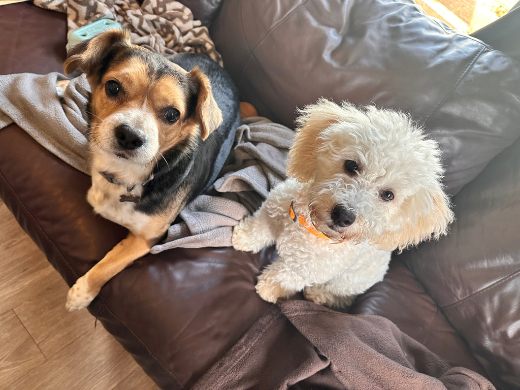 House & Dog Sitting