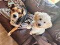 House & Dog Sitting