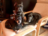 House & Dog Sitting