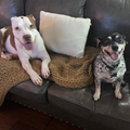 House & Dog Sitting